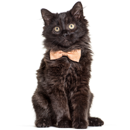 A black cat with a bowtie sits in front of a white background