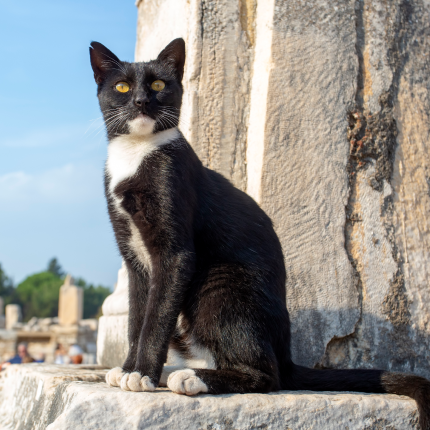 A tuxedo cat staring