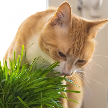 An orange cat eating grass