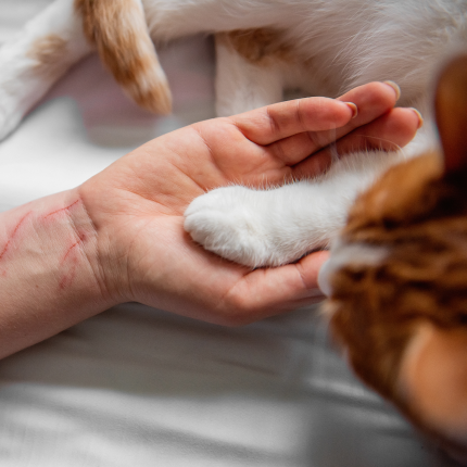 A person's hand gently holds a cat's paw on a white blanket. Red scratches are visible on the arm.
