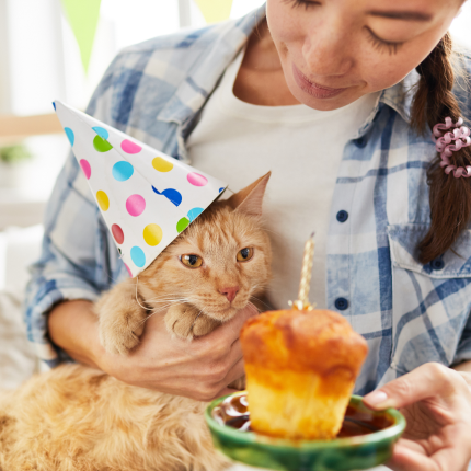 A woman holds up a birthday cupcake for her cat, who is wearing a party hat