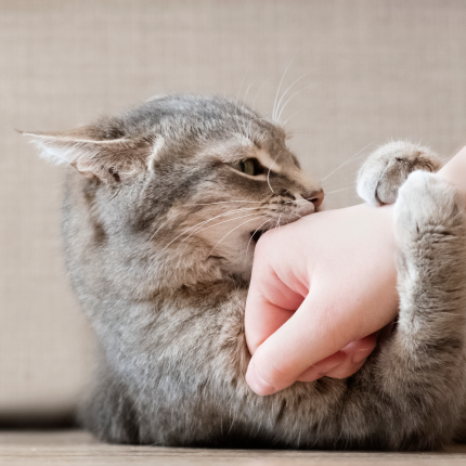 Grey Cat Biting Human Hand