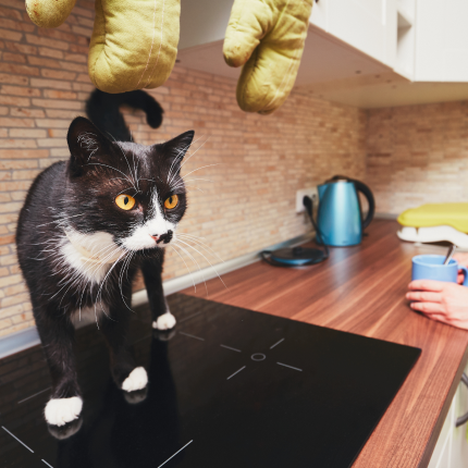 Black and white cat stands on a kitchen countertop.