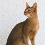 A brown Abyssinian cat