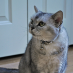 A grey American Shorthair car