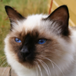 A Birman cat