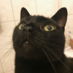A black Bombay cat stares at the camera