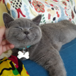 A sleeping British Shorthair cat