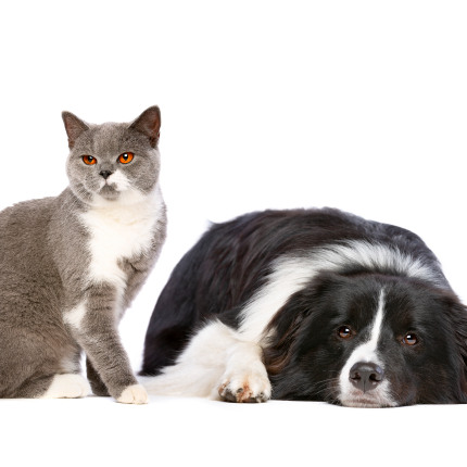 A cat sits next to a black and white dog sitting on the floor