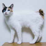 A Japanese Bobtail cat.