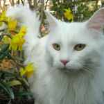 A white Maine Coon cat stands by flowers