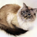 A ragdoll cat lays on a tile floor