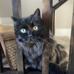 A Siberian cat stares at the camera