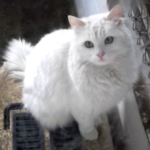 A white Turkish Angora cat