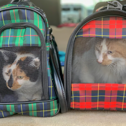 Two Calico Cats Inside Travel Bags