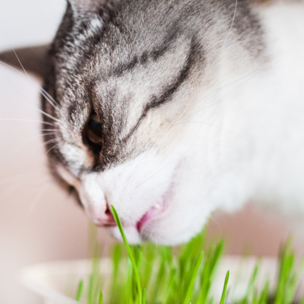 Grey and white tabby cat eats cat grass