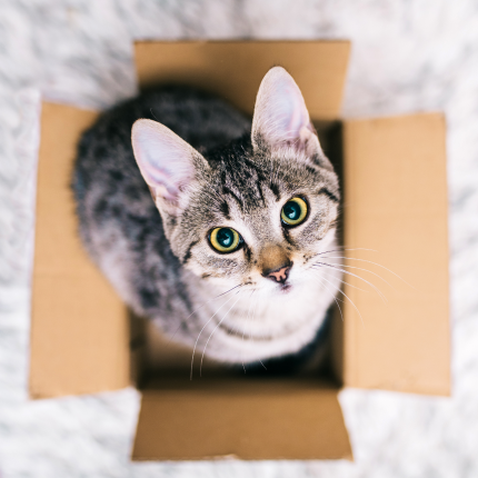 Grey and white tabby cat stands in box