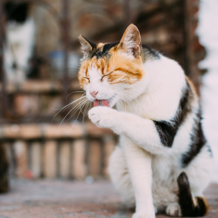 Calico Cat Licking Paw