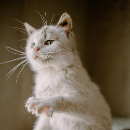 White Cat With Extended Claws