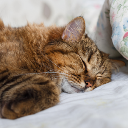 Brown Tabby Cat Asleep