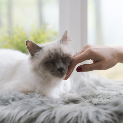 A cat lays on a blanket with its eyes closed while a human pets it