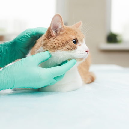 Orange and white cat examined by veterinarian