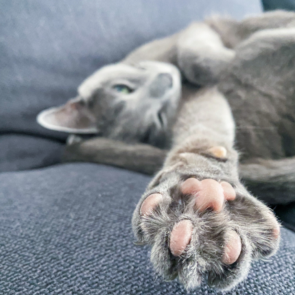 Grey cat kneading, toe beans