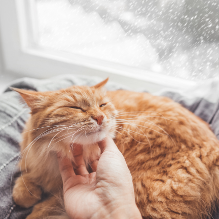 Ginger cat receiving chin scratches