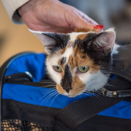 Calico cat pokes head out of carrier