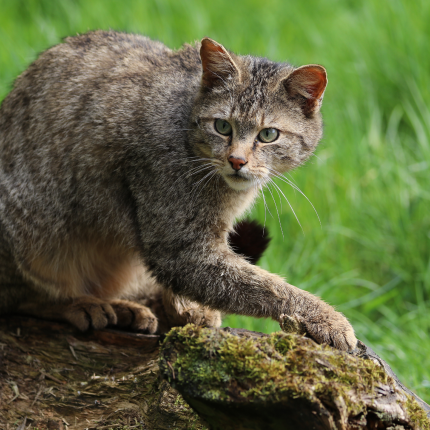 Exotic cat in wild