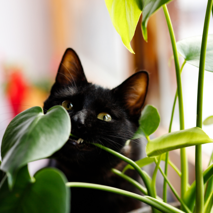 Owner taking a picture of his cat.