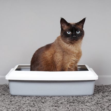 Cat sitting in the litter box.