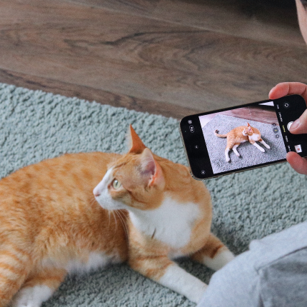 Owner taking a picture of his cat.
