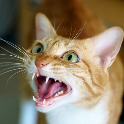 Cat shows his teeth.