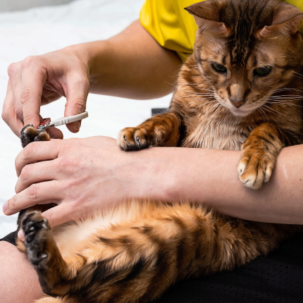 Tips to clipping cat nails