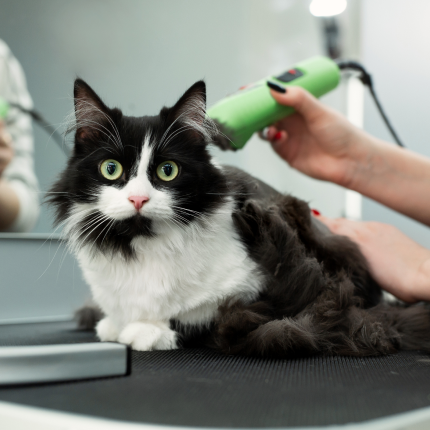 Cat hair outlet mat