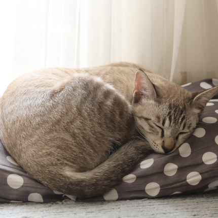 Why Does My Cat Turn In Circles Before Laying Down?