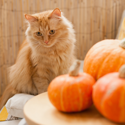 Fun Facts about the Silly Orange Cat