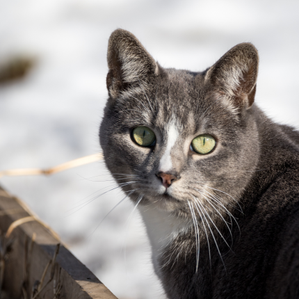Feral Cats: Who They Are, and Why They're Not Considered Stray Cats