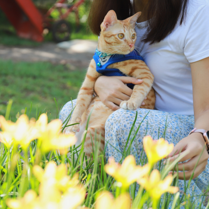 How to Allow Your Indoor Cat Safely Experience the Outdoors