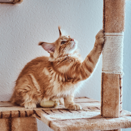 Why You Shouldn't Declaw Your Cat