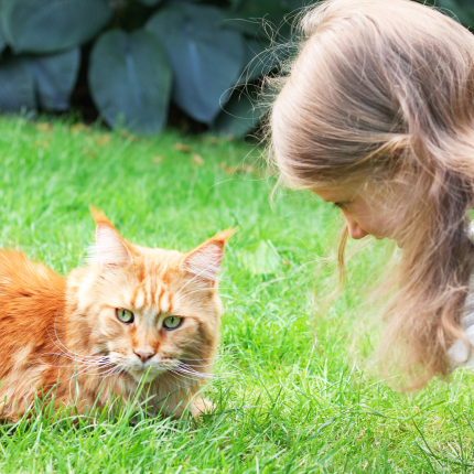 Do Cats Recognize Their Own Names?