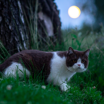 What is the Effect of the Full Moon on My Cat?