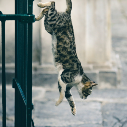 Why Cats Always Land On Their Feet
