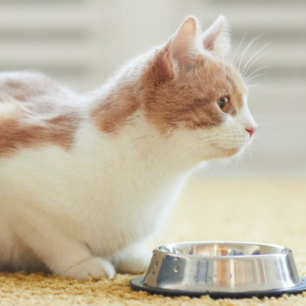 Dry Food Versus Wet Food, What's Better?