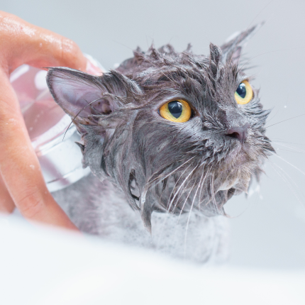 Why Do Cats Hate Water?