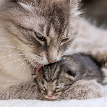How To Prepare For Kittens With Your Pregnant Cat