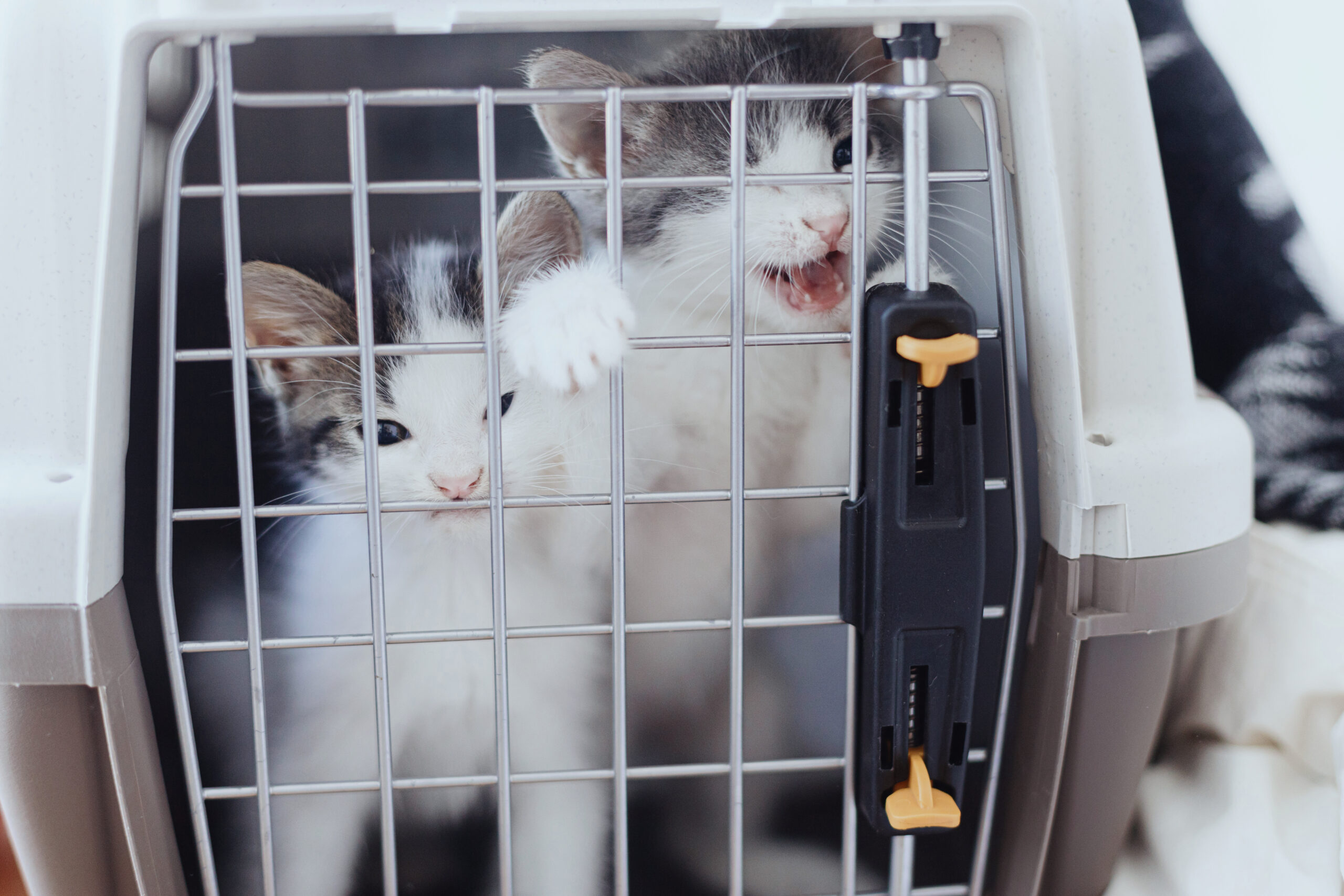 How to Safely Get Your Cat in a Carrier