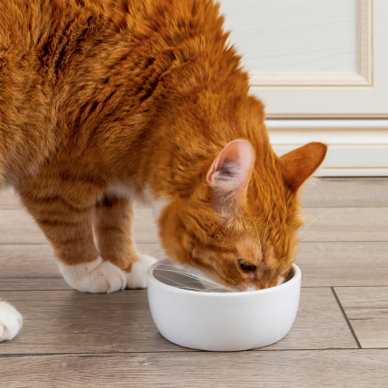 Can Cats Eat Dog Food?