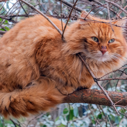 Feral & Stray Cats: What’s the Difference?